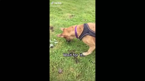 Funny dogs in the world