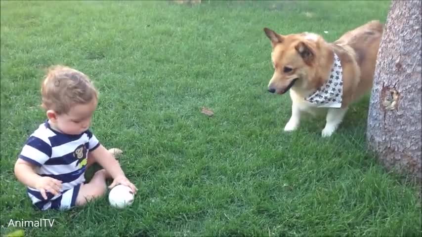 Corgi Are The Best CUTEST Compilation