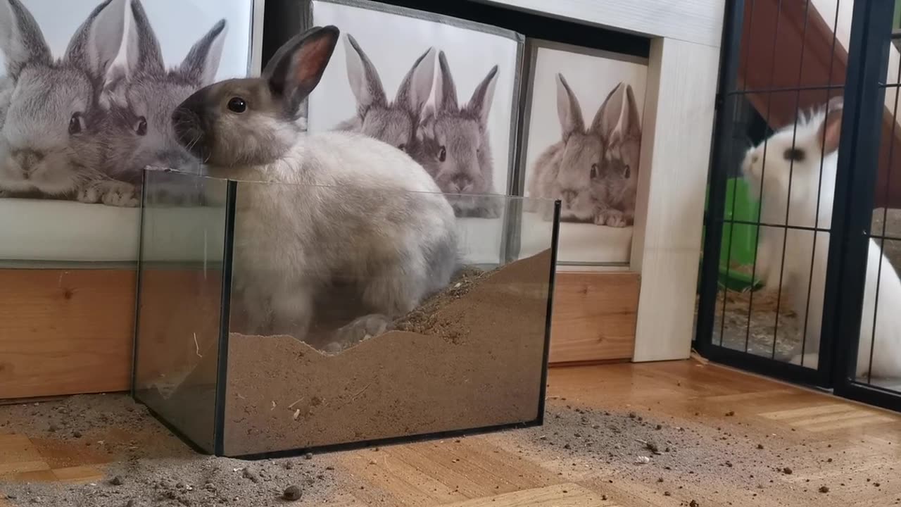 Reckless Bunny Kicks Up Sand Everywhere!