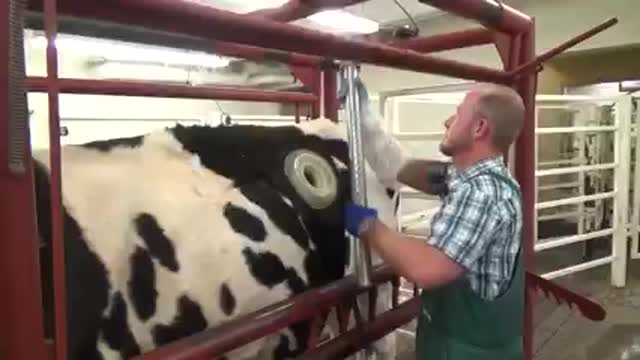 Eco Cows in Romania - This Is Complete Animal Abuse