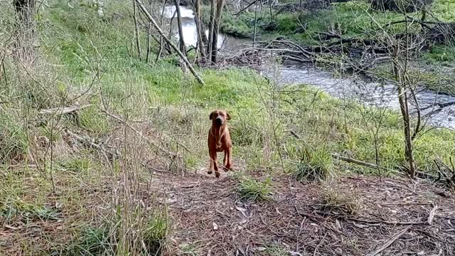 Dog Breed That RUNS TO YOU, Not Away; Rhodesian Ridgeback