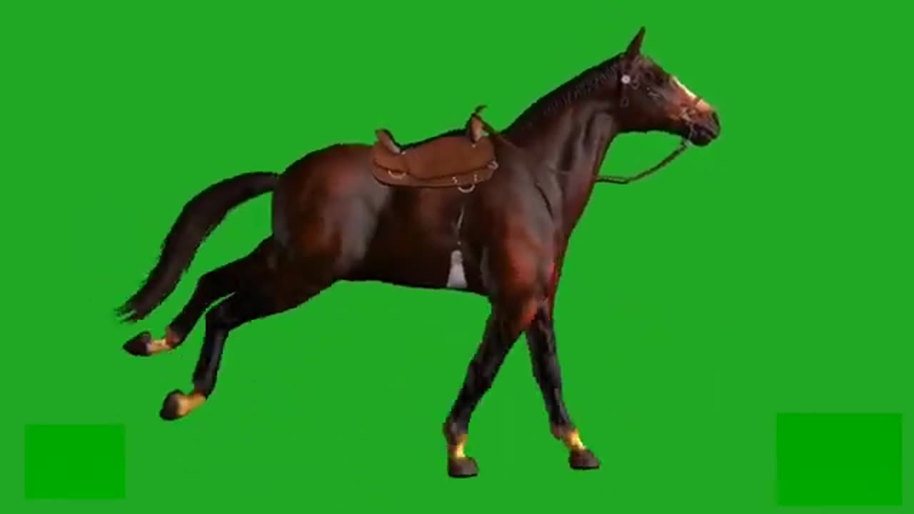 Green screen horse running video