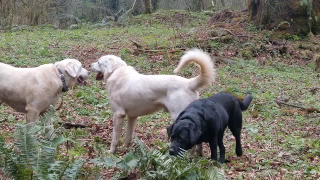 Akbash vs Labrador Size Difference