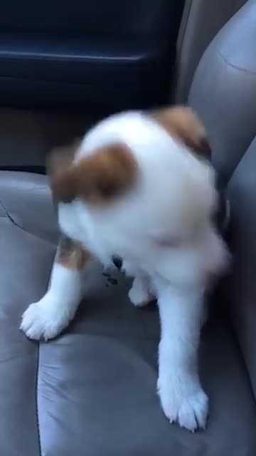 Funny Little Puppy Gets Angry at His Own Hiccups