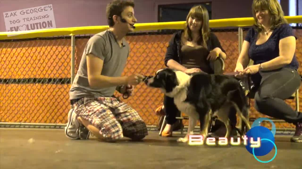 Dog Training 101: How to Train ANY TYPE OF DOG the Basics