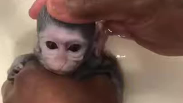 awesome funny pet animals - funniest animals - awesome funny pet animals videos