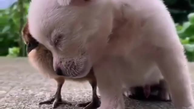 Dog dog sleep