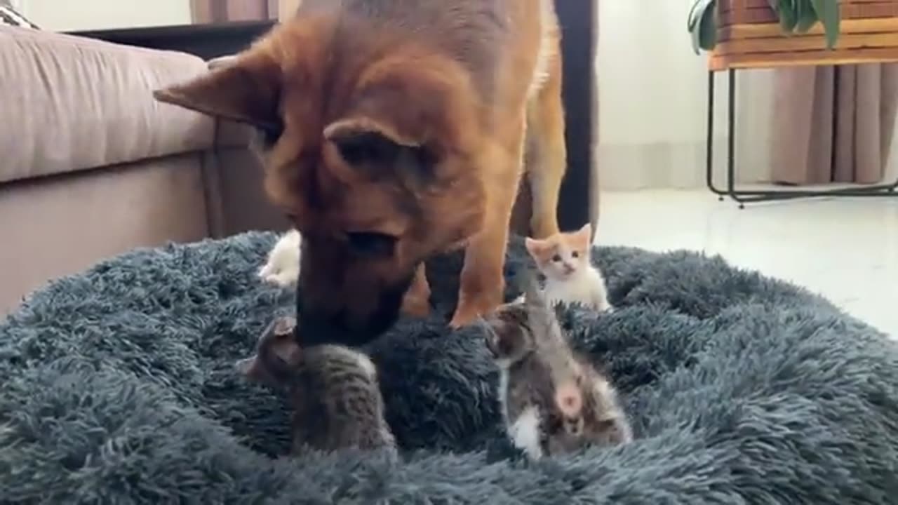 German Shepherd Shocked by Tiny Kittens occupying dog bed.