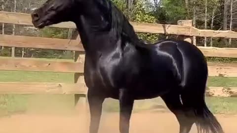 Black Horse