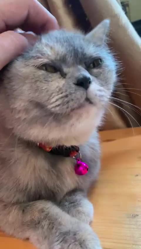 The cutest cat touches sleep