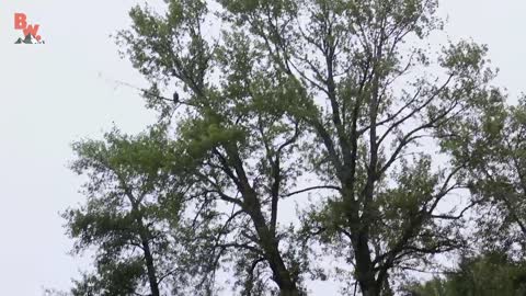 Bald Eagle Adventure