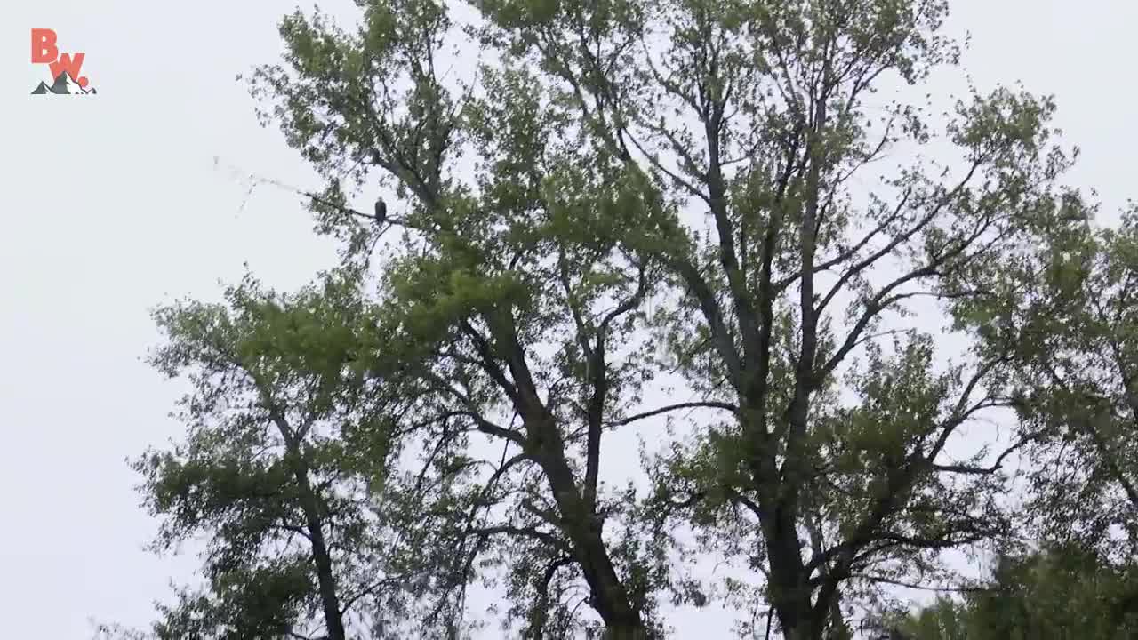 Bald Eagle Adventure