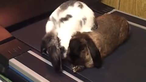 Look at the laziness of these cute bunnies