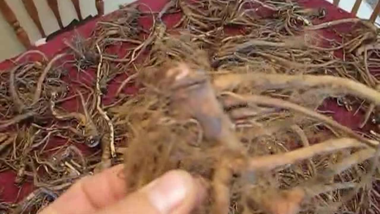 Dandelion Roots Dug up out of Clay Soil