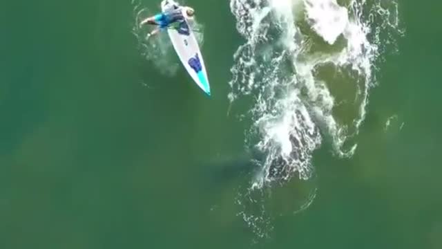 AMAZING !! Whales,