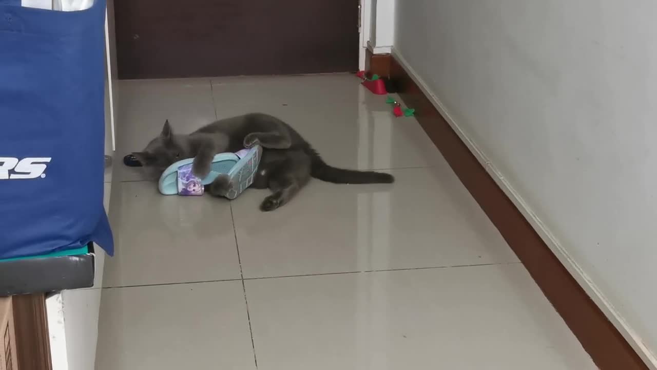 Funny Videos - My Cat loves slippers.