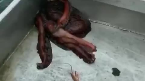 Octopus escape through a very small hole in this boat