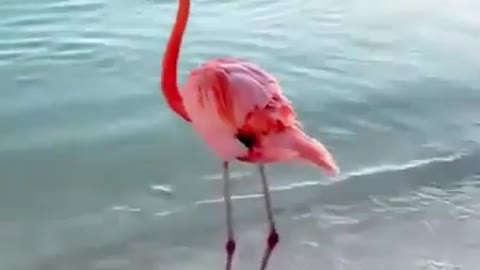 Dance on the beach