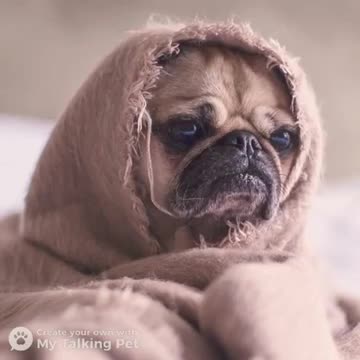 Speak alone short funny clips