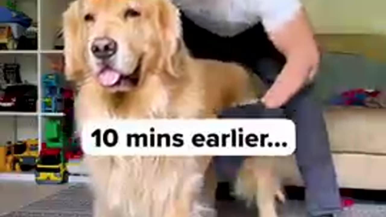 4 Magic Ways a Golden Retriever Is the BEST Thing For Your Health