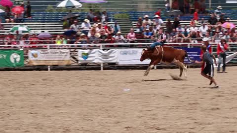 boy calf riding in childrens rodeo