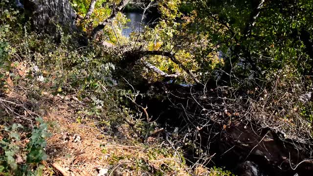 Salmon and Fallen Tree