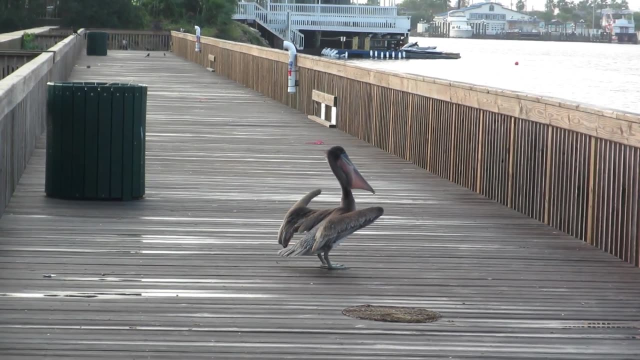 Pelican Has Lunch