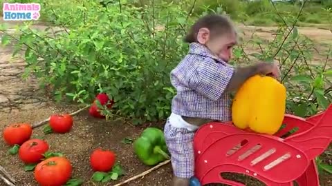 Cute farmer wife make salad.😂