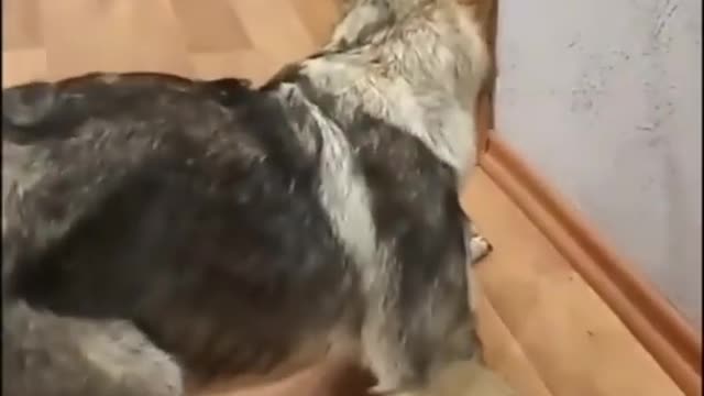 funny cats and dogs