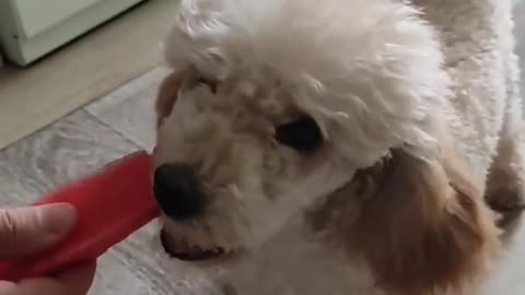 Poodle tries watermelon for the first time