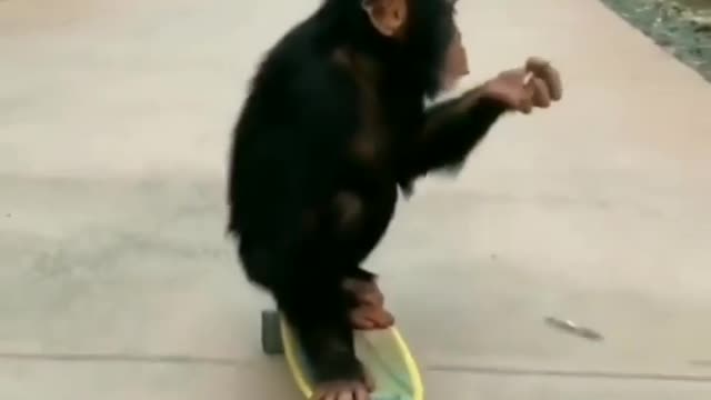 BABY CHIMP SKATEBOARDING 🛼🐵