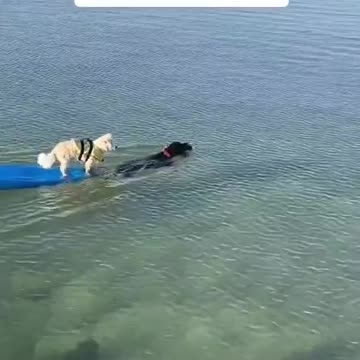 Dog Rescues Dog