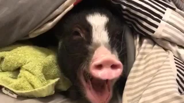 Yawning Mini Pig Is Ready For Bedtime