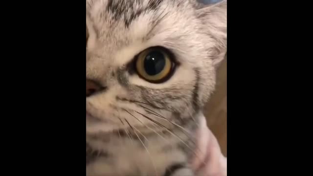 Funniest Cats 😹 - Don't try to hold back Laughter 😂 - Funny Cats Life #5