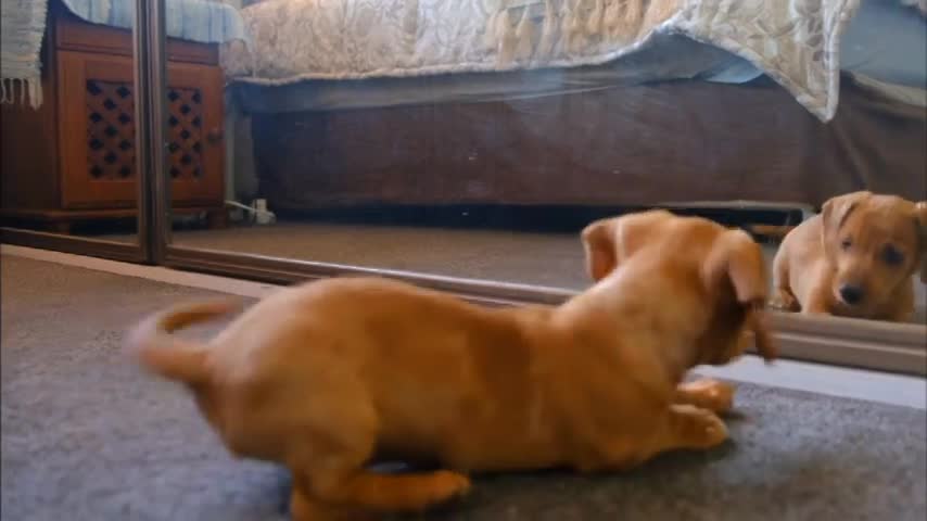 Cute puppy plays with the mirror