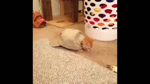 FUNNY VIDEOS: Funny Cats - Funny Animals - Funny Moments - Funny Cat Vines