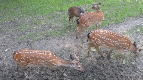 A Herd Of Dappled Deer at the Zoo