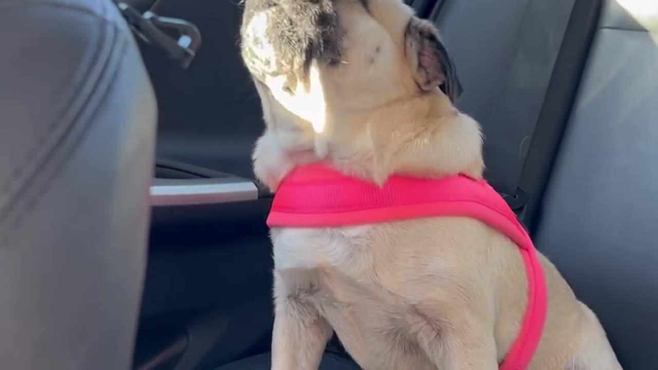 Howling Pug On Car Ride