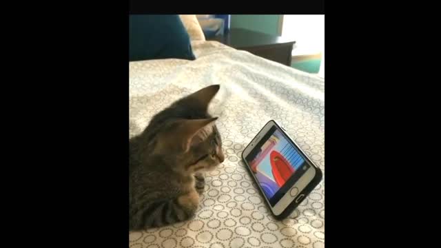 Cat Entertainment Time.....