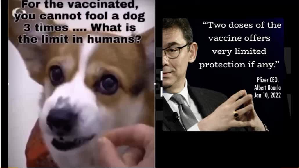 Cant Fool A Dog 3 Times! How About The Double Vaxed?