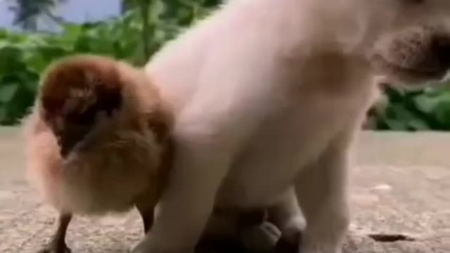 shorts most viral cute dog video viral instagram reel viralshorts trending ytshorts_1080p