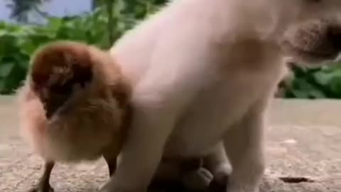 shorts most viral cute dog video viral instagram reel viralshorts trending ytshorts_1080p