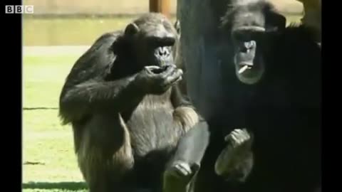 Monkey Enjoys A Cigarette When Tourists throw him a pack