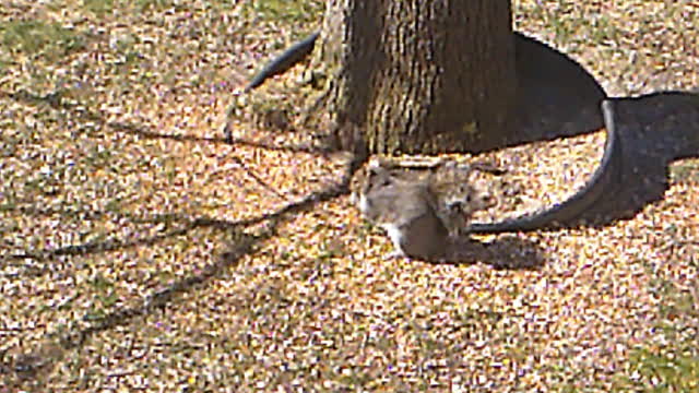 Clare Sunning and squirrels outside