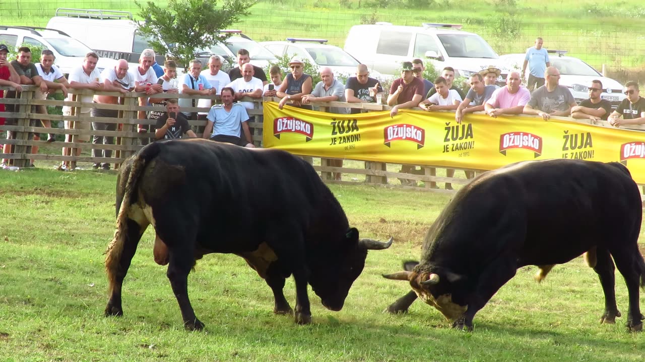 ZEČEVAC OD KVESIĆA VS PERAN OD MUŠIJE