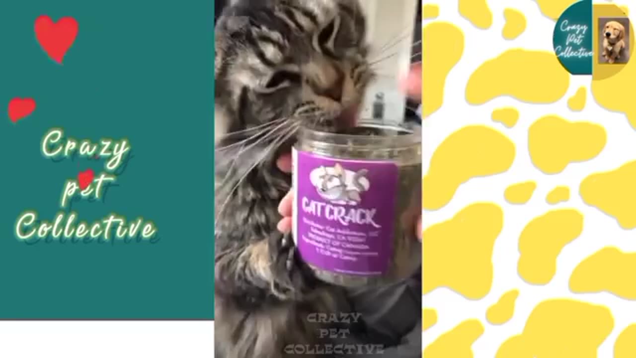 Funny Animals...