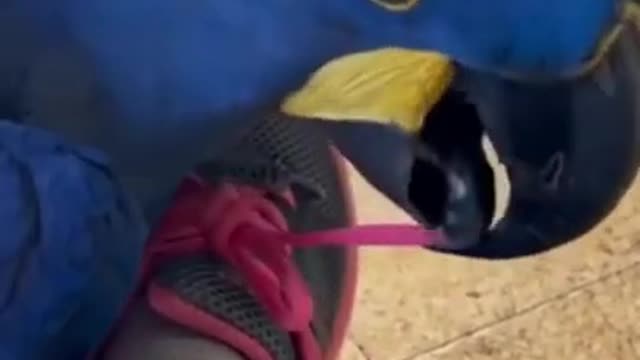 Macaw untying Shoe ! Cute ! Funny
