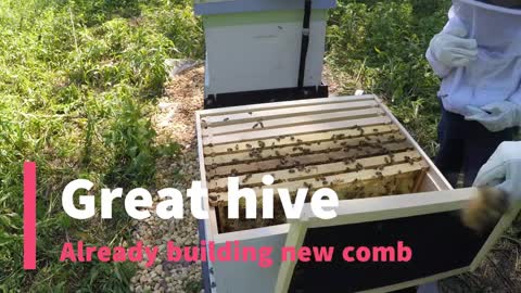 New nuc and first hive inspection!