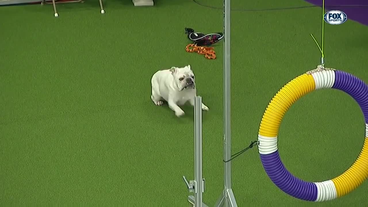 Watch Rudy the Bulldog crush the 2019 WKC