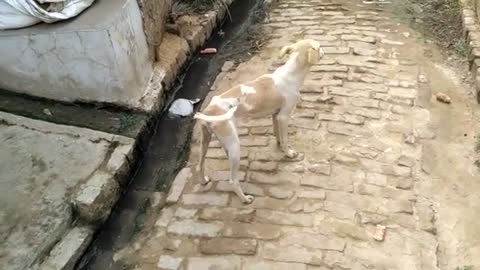 (INDIAN FUNNY COMEDY DOG)